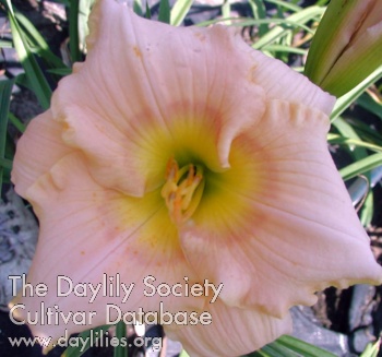 Daylily Wait for Me